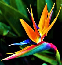 THJAR Bird of Paradise 10 Authentic Seeds Strelitzia Reginae Flower Plant - $8.99