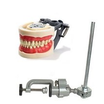 Dental Typodont, Dentoform Mounting Pole for Anatomy Models - £91.91 GBP