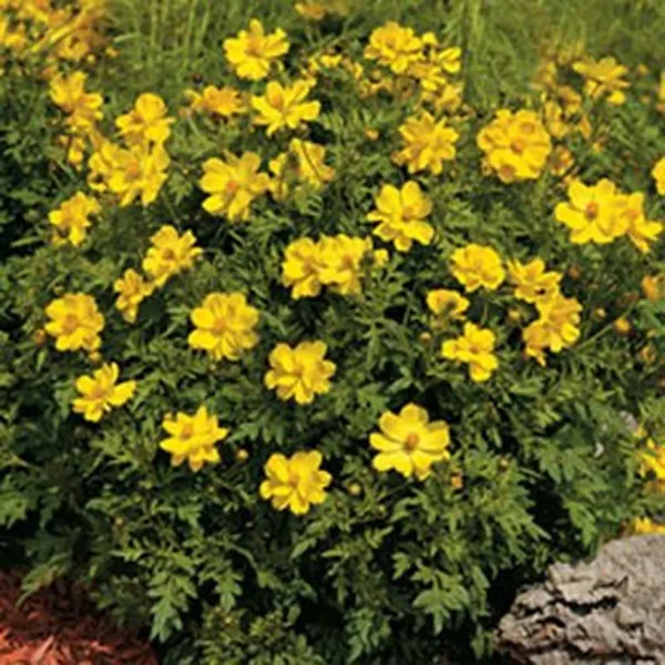 Cosmos Sulphureus Yellow 100 Seeds Fresh Garden - $6.58