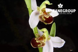 OPHRYS APIFERA &quot;BEE ORCHID&quot; EUROPEAN TERRESTRIAL ORCHID TUBER - $27.00
