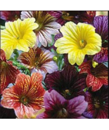 500+ EZ ANNUAL FLOWER SEED MIX | (Salpiglosis grandiflora) Bulk Paisley ... - $8.89