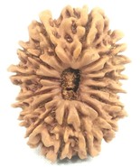 Collector Size 15 Mukhi Rudraksha - 27.34 mm - Nepal - IGL Certified - $569.25