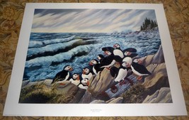 Maine Puffins &quot;Island Dwellers&quot; Signed Paul Boucher 25 x 19 Color Art Print - £19.78 GBP