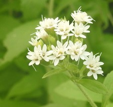 Fast Ship USA Seller Stevia Rebaudiana Sweet Herb Of Paraguay Sweetleaf 50 Seeds - $23.90