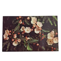 Postcard Mountain Laurel Kalmia Latifolia Wildflowers Of The Mountains Chrome - £5.21 GBP