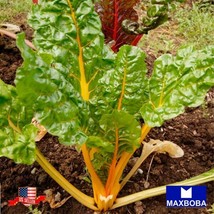 75 Swiss Chard Seeds Canary Yellow Non Gmo Heirloom Vegetable Home Garden - £9.32 GBP