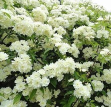 Double Murraya Paniculata Orange Seeds Jasmine White Fragrant Flowers Gardening  - $10.90