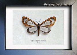 Hyalurga Fenestra Glasswing Day Flying Moth Real Framed Entomology Shado... - $47.99