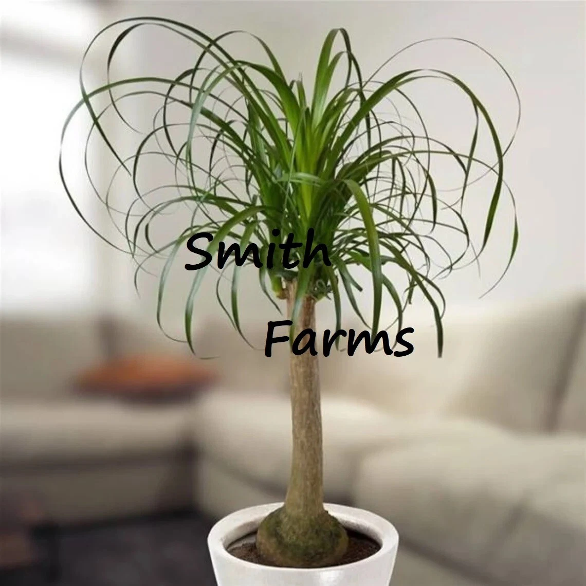 3 Seeds Dwarf Elephant Foot Palm Tree Plant - $17.22