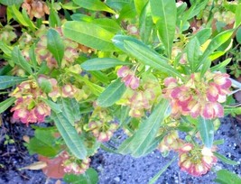 12 Varnish Leaf Seeds Dodonaea Viscosa Florida Hop Bush USA Shipping - £7.89 GBP