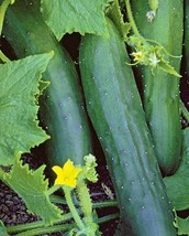 Marketmore 76 Cucumber Seeds 50 Vegetables Cooking Culinary Fast Shipping - £7.18 GBP