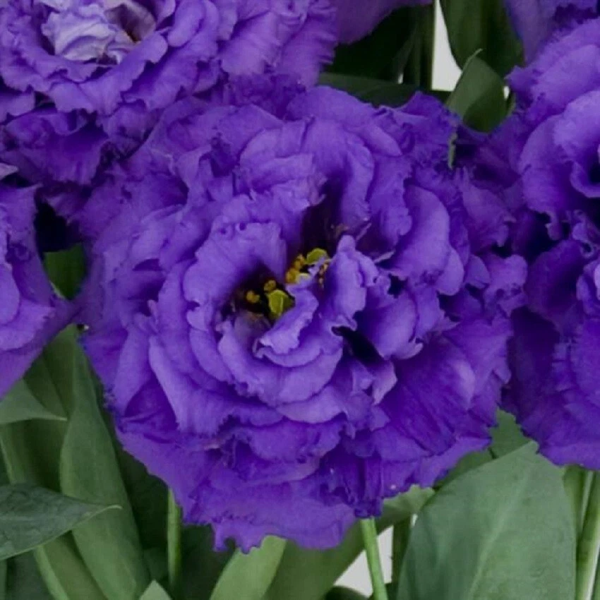 Lisianthus Seeds  Lisianthus  Celeb 2 Navy 25 Pelleted Seeds - $17.16