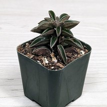 Succulent Pot Plant - Peperomia Asperula - In 2&quot; Pot - $124.22 MXN