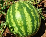 Crimson Sweet Watermelon Seeds 25 Melons Fruit Avg Wt 25 Lbs Fast Shipping - £7.22 GBP