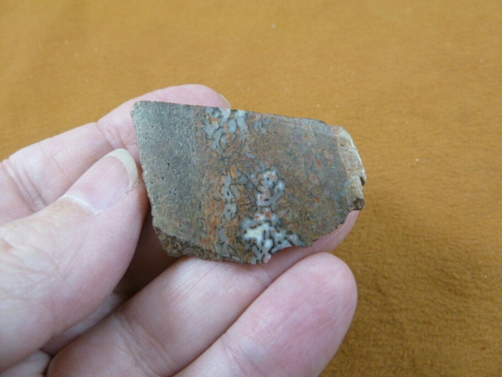 DF301-22 Fossil REAL 1-1/2&quot; DINOSAUR Bone Slice Jurassic Dino love dinos... - $10.39