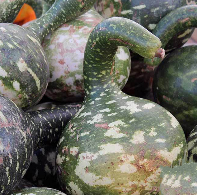 Gourd Dipper Long Handle Large Decorative Arts & Crafts Non-Gmo 20 Seeds - $9.96 Gourd Dipper Long Handle Large Decorative Arts & Crafts Non-Gmo 20 Seeds - $9.96