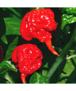 HGBO Carolina Reaper Pepper 15 Seeds  World&#39;Stesta Authentic From US - £6.51 GBP