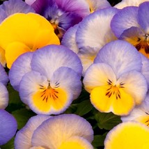 USA Seller 2R11D2 Pansy Cool Wave Blueberry Swirl Seeds 100 Seeds Traili... - £33.36 GBP