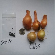 SEPTH Green Mountain Potato Multiplier Onions Seeds And Bulbs Organic - $174.67 MXN