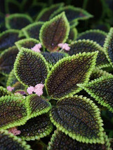 100 Seeds Heishe Series Coleus Seeds Black Leaves With Green Serrated Edges Gard - $5.38