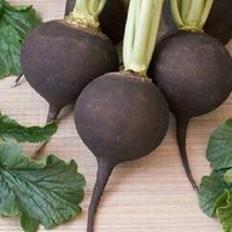 300 Black Spanish Round Hot Spicy European Raphanus Sativus Root Vegetable Seeds - £12.05 GBP