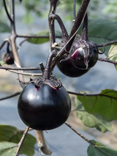Fresh 50 Kamo Eggplant Seeds For Planting Round Black Eggplant Is Ornamental And - £14.27 GBP