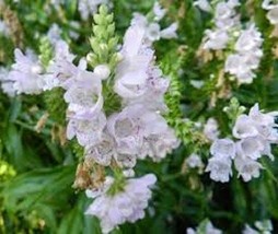 40+ White Obedient Plant False Dragon Flower Seeds Perinnial - £7.91 GBP