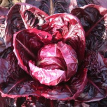 Palla Rossa Radicchio Seeds Red Purple Italian Cabbage Bitter Greens Salad Lettu - £6.35 GBP