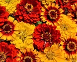 Zinnia South Of The Border Zinnia Mix 100 Seeds Fast Shipping - £6.40 GBP