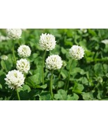 KBT Dutch White Clover Seed 1 Lb Of Seed Great From Food Plot Pastu Bulk... - $67.41 CAD