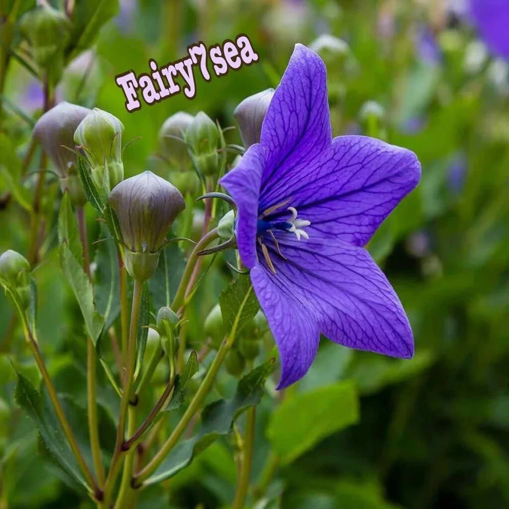 Balloon Flower Seeds - Platycodon Grandiflorus - Blue Balloon Flower - $9.03