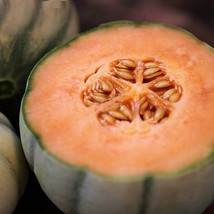 Small Heirloom True French Charentais Gourmet Melon Cucumis Melo Seeds, Professi - £8.62 GBP
