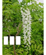 Wisteria floribunda Shiro Noda (Longissima Alba) 12-15 inches tall Graft... - $50.60 CAD
