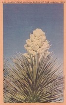 Joshua Tree Yucca Magnificent Waxlike Bloom Postcard C43 - £2.34 GBP