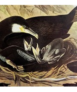 European Cormorant Bird 1946 Color Art Print John James Audubon Nature D... - €25,96 EUR European Cormorant Bird 1946 Color Art Print John James Audubon Nature D... - €25,96 EUR
