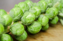 Long Island Brussels Sprouts Seeds Non-Gmo Heirloom 750 Seeds Fresh Garden Usa S - £8.52 GBP