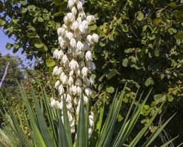 Yucca Glauca (Soap weed) 50 seeds - £3.47 GBP