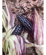 SRN Peruvian Inca Purple Maiz Morado Corn 50 Seeds Seeds Garden - $21.21