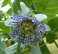 30 SEEDS Passiflora actinia Flower Seeds - £8.79 GBP