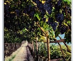 Grapes on Vine In Vineyard Una Matura Merano Italy UNP DB Postcard U25 - £3.90 GBP