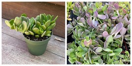 US SELLER 4&quot; Pot Size Seneccio Jacobsenii Trailing Jade Succulent Plant - £34.68 GBP