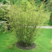 Heirloom &#39;Xigun&#39; Thin Bonsai Bamboo garden bonsai plants - $254.24 MXN