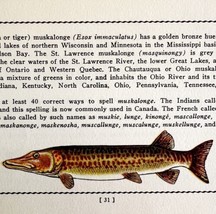 Muskie 1939 Fresh Water Fish Art Gordon Ertz Color Plate Print PCBG20 - $559.03 MXN