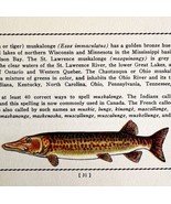 Muskie 1939 Fresh Water Fish Art Gordon Ertz Color Plate Print PCBG20 - $41.01 CAD