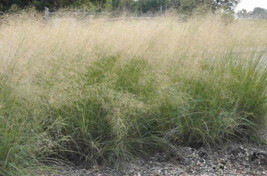 Fresh Wind Dancer Love Grass 15 Seeds Eragrostis US Seller - £14.93 GBP