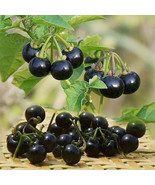 Black Nightshade Plant Solanum Nigrum Edible Berries Traditional And Orn... - $9.67