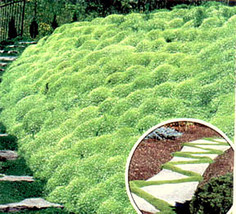 500 Seeds Irish Moss R API D Growth Heirloom Perfect Home Gardens - £14.65 GBP