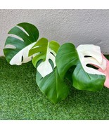 Monstera Albo Half Moon - $26.00