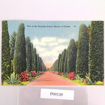 Vintage Florida Linen Postcard Australian Pine Tree Lined Street 1951 Tr... - $187.41 MXN