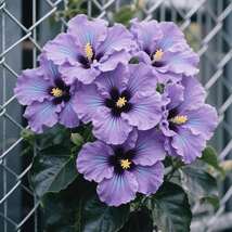 Hibiscus Plant seeds, Outdoor Decorative Flowers, Can Be Planted All Yea... - $6.00